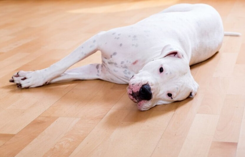 собака тяжело дышит